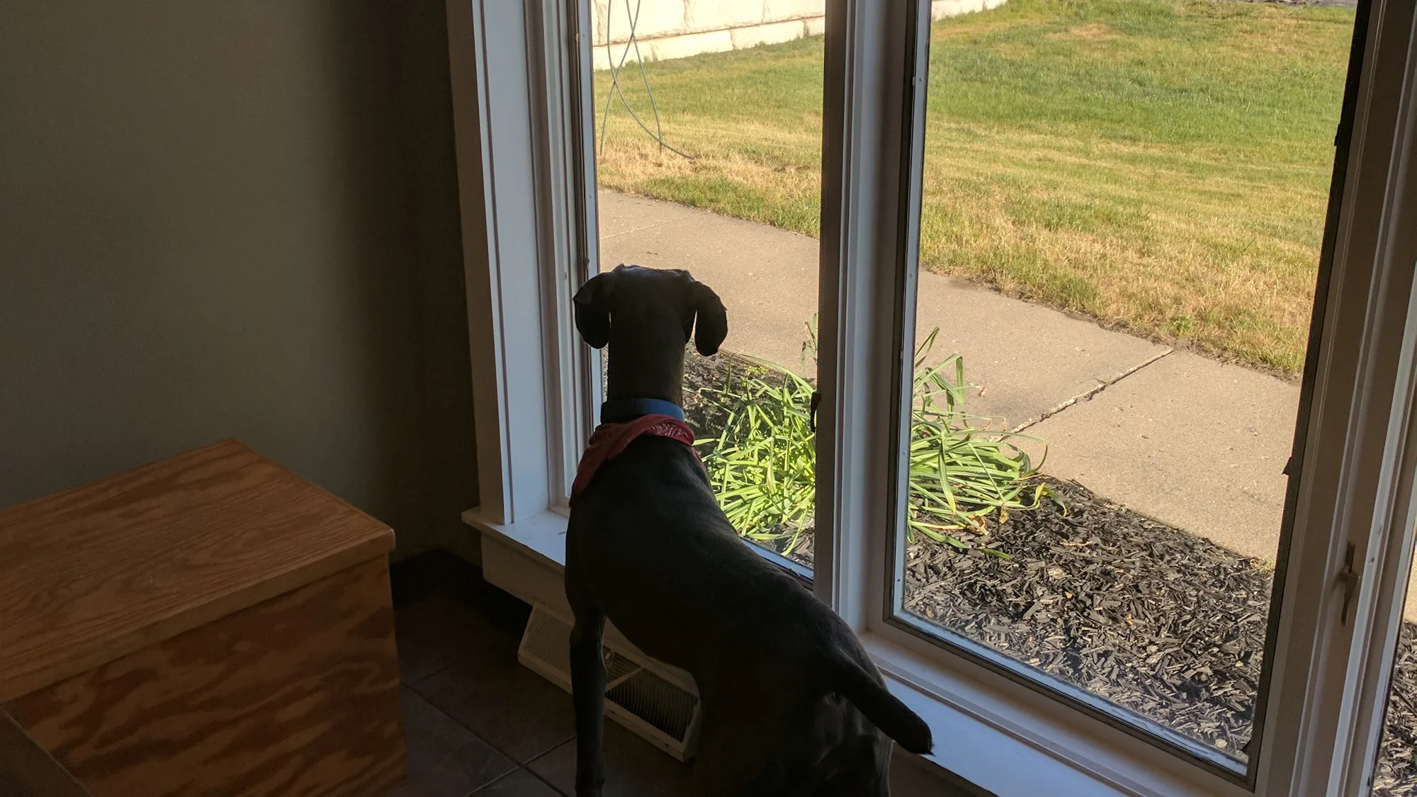 A dog gazing out the clinic's sunlit window onto downtown Ada Village