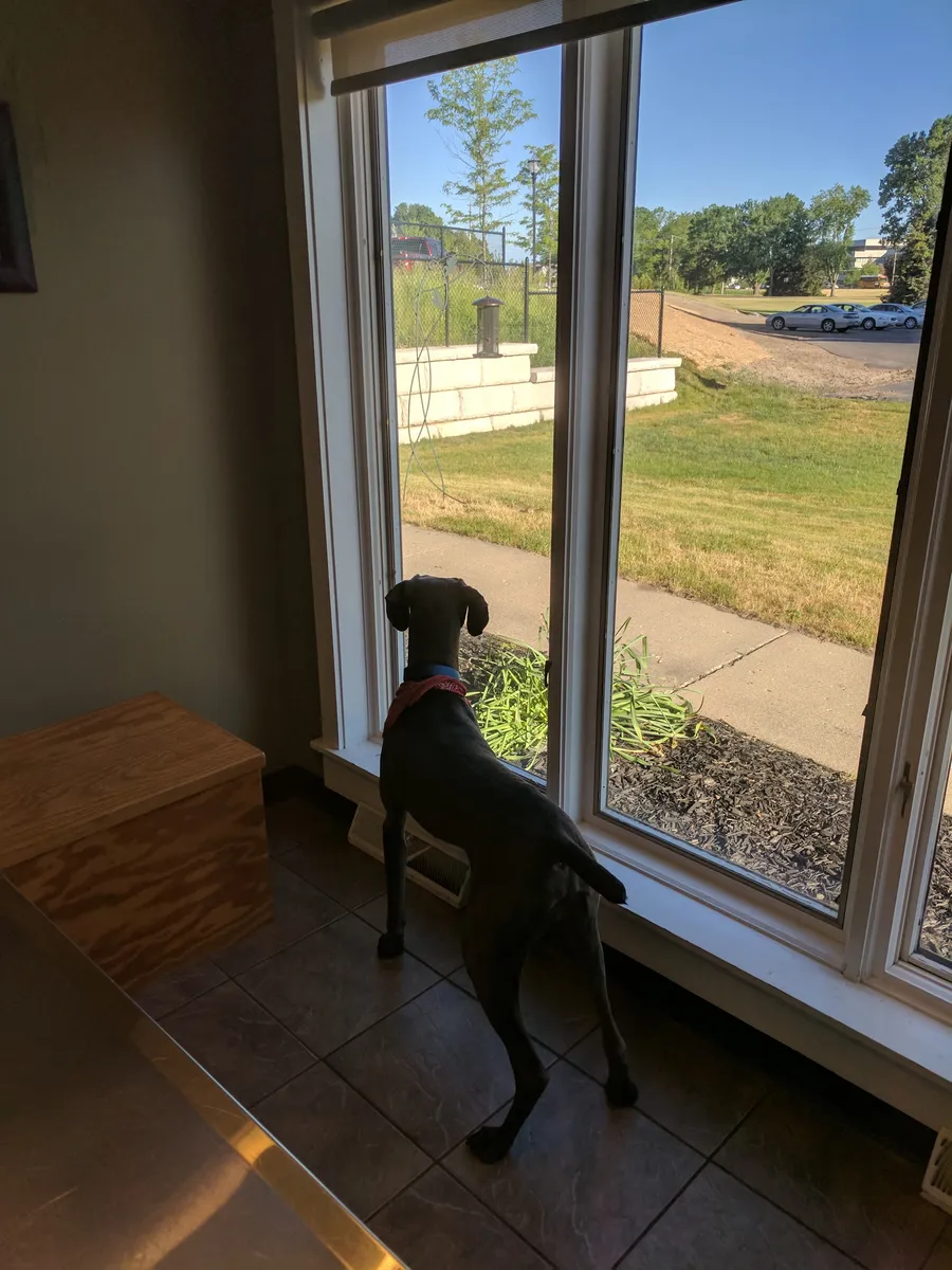 A grey dog standing at the clinic's floor-to-ceiling window, looking calmly out onto the Ada Village streetscape in warm daylight