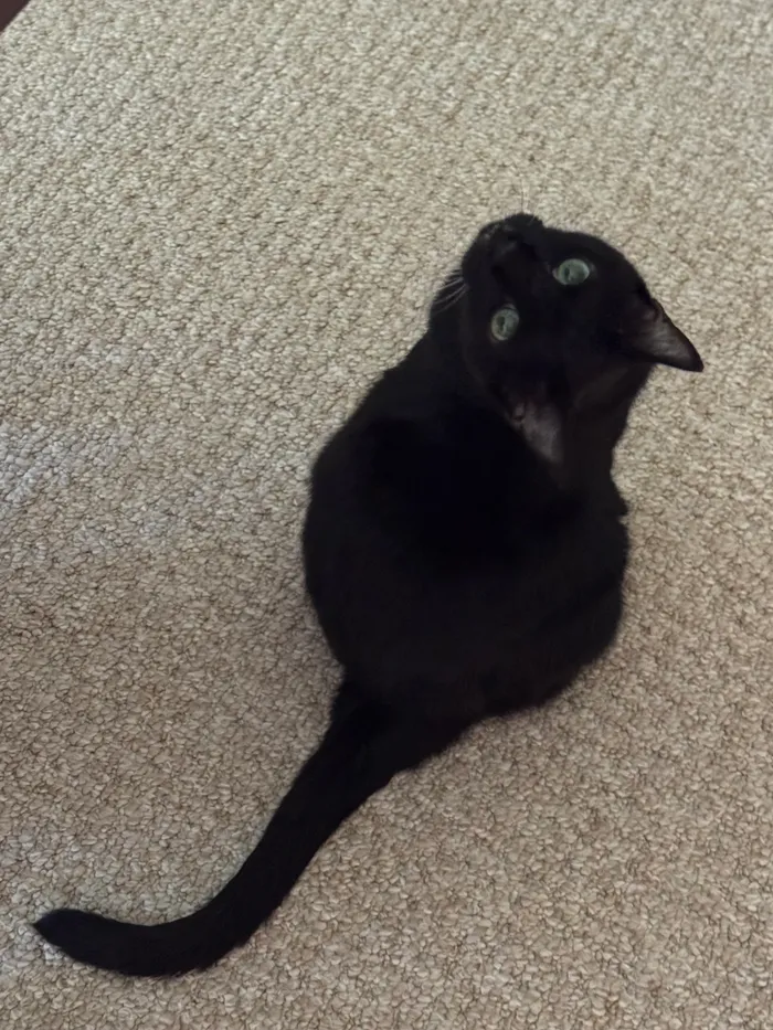 A black cat with green eyes looking up